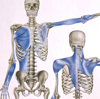anatomy trains